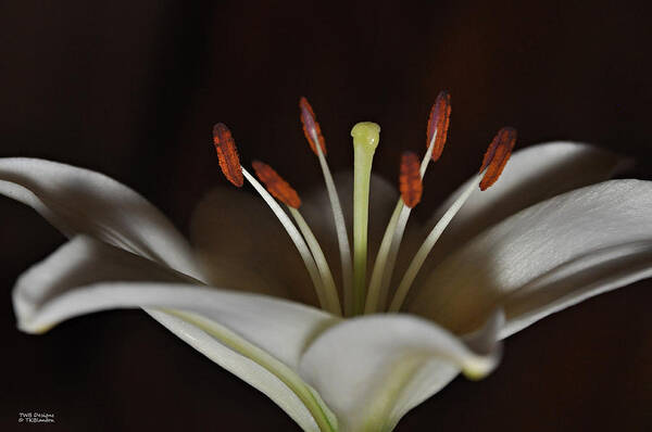 Teresa Blanton Art Print featuring the photograph Macro Lily by Teresa Blanton