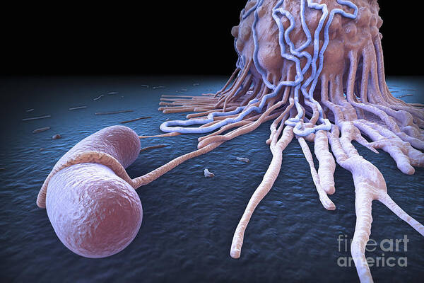 Cells Art Print featuring the photograph Macrophage Fighting Bacteria by Science Picture Co