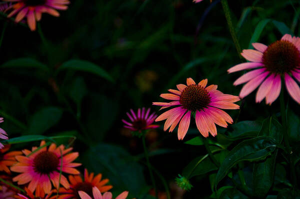 Flowers Art Print featuring the photograph Magenta and Orange by Larry Goss