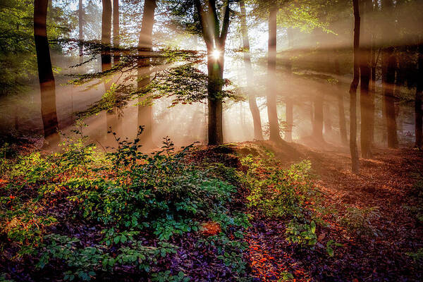 Rays Art Print featuring the photograph Magical Forest by Peter Bijsterveld