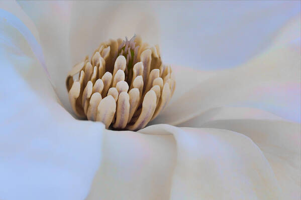 Magnolia Art Print featuring the photograph Magnolia - Floral Abstract by Nikolyn McDonald