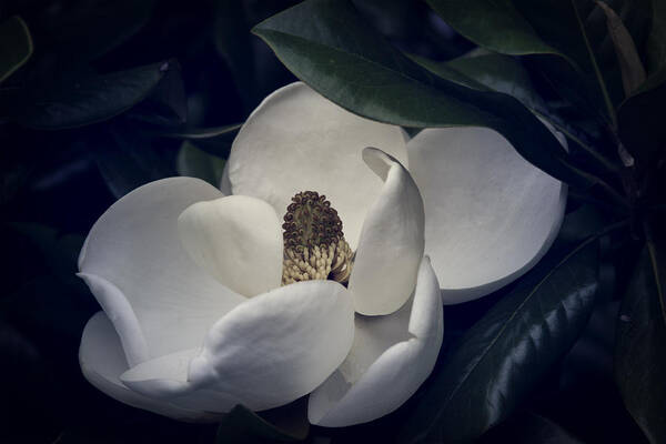 Magnolia Art Print featuring the photograph Magnolia by Mike Stephens