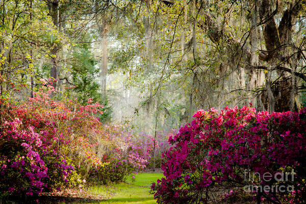 Trees Art Print featuring the photograph Magnolia Plantation and Gardens in Spring by Iris Greenwell