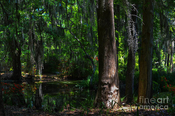 Charleston Art Print featuring the photograph Magnolia Plantation Swamp by Amy Lucid