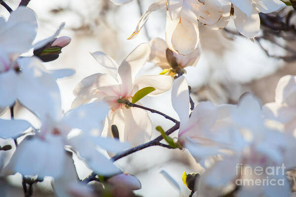 America Art Print featuring the digital art Magnolia Spring 3 by Susan Cole Kelly Impressions