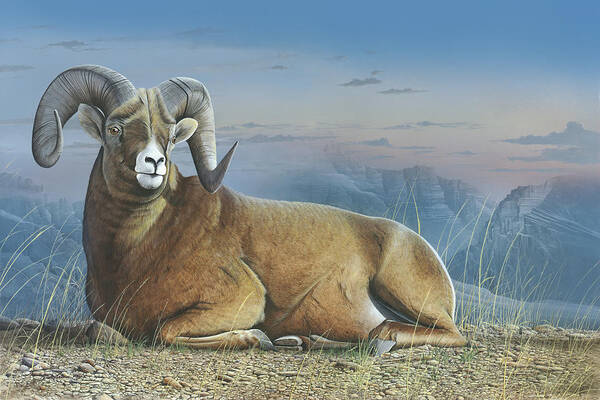 Bighorn Sheep Art Print featuring the painting Majestic by Mike Brown