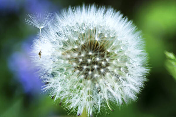 Blowball Art Print featuring the photograph Make a Wish by Christi Kraft