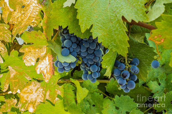 Wine Art Print featuring the photograph Making Wine by Suzanne Luft