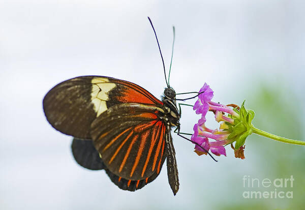 Butterfly Art Print featuring the photograph Malay Lacewing by Nick Boren