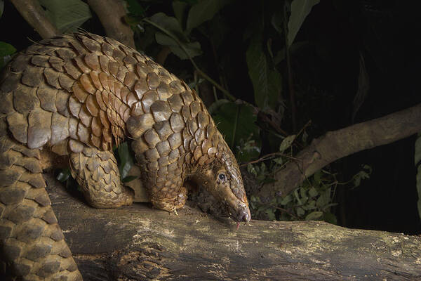 Suzi Eszterhas Art Print featuring the photograph Malayan Pangolin Eating Ants Vietnam by Suzi Eszterhas