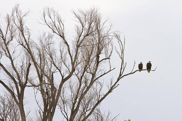 Bald Eagles Art Print featuring the photograph Male and Female Bald Eagles by James BO Insogna