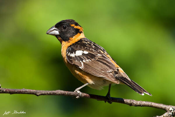 Animal Art Print featuring the photograph Male Black Headed Grosbeak in a Tree by Jeff Goulden