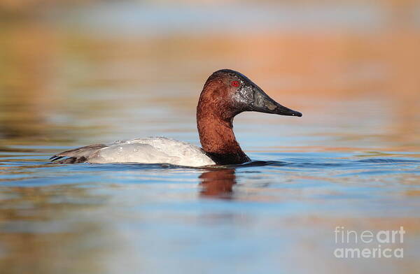 Duck Art Print featuring the photograph Male Canvasback by Ruth Jolly
