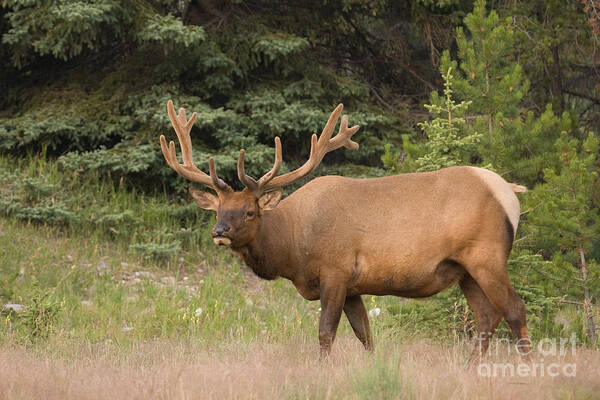 Canadian Rockies Art Print featuring the photograph Male Elk in Velvet by Chris Scroggins