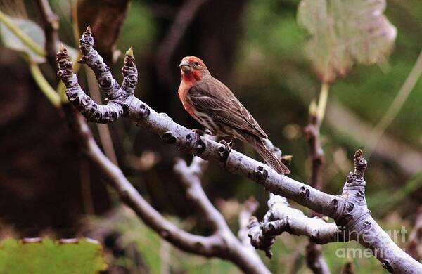 House Finch Art Print featuring the photograph Male House Finch by Craig Wood