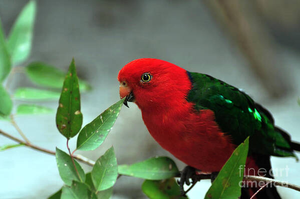 Photography Art Print featuring the photograph Male King Parrot by Kaye Menner