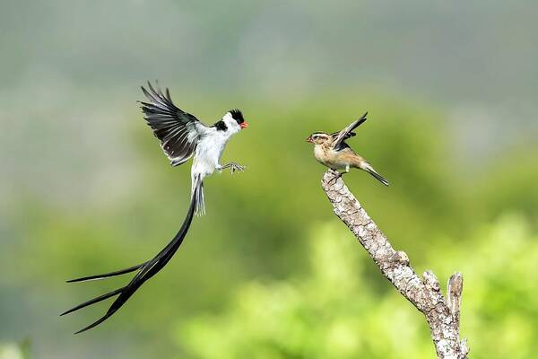 Action Art Print featuring the photograph Male Pin-tailed Whydah In Mating Display by Tony Camacho