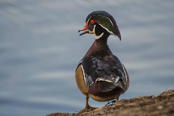 Photography Art Print featuring the photograph Male Wood Duck by Lee Kirchhevel