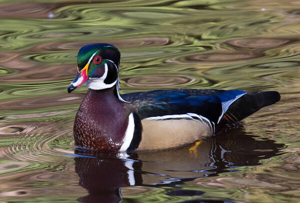 Wood Duck Art Print featuring the photograph Male Wood Duck by Randy Hall