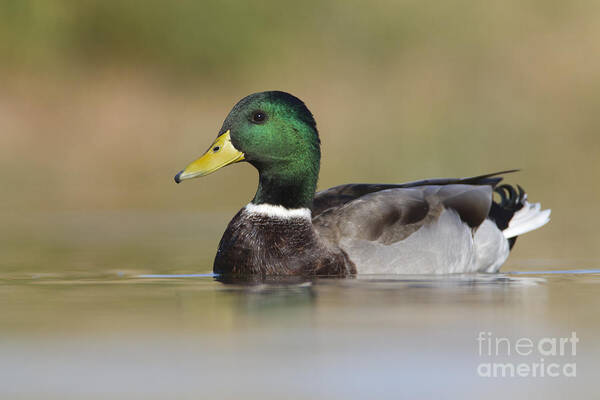 Mallard Art Print featuring the photograph Mallard by Bryan Keil