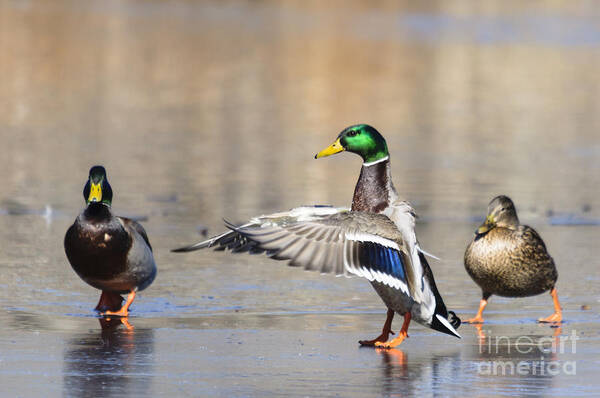 Male Mallard Duck (anas Platyrhynchos ) Art Print featuring the photograph Mallard Duck Directing Traffic by Ilene Hoffman