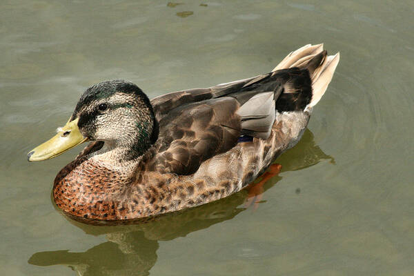 Duck Art Print featuring the photograph Mallard Duck Series #1 by Sharon McLain