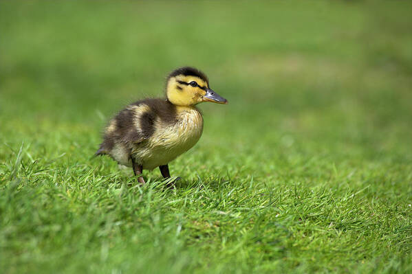 Anas Platyrhynchos Art Print featuring the photograph Mallard Duckling by Simon Booth/science Photo Library