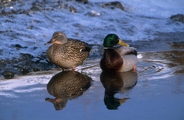 Mallard Duck Art Print featuring the photograph Mallard Pair by Paul J. Fusco