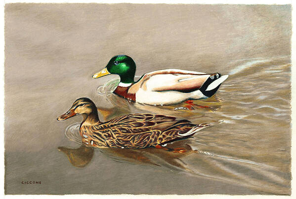 Ducks Art Print featuring the painting Mallards by Jill Ciccone Pike