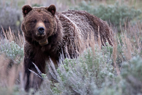 Grizzly Art Print featuring the photograph Mama Grizzly by Natural Focal Point Photography