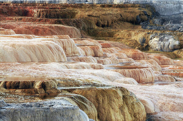 Bacterial Art Print featuring the photograph Mammoth Hot Springs Terracaes by Michel Hersen