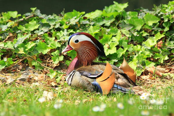 Animal Art Print featuring the photograph Mandarin Duck in the grass by Amanda Mohler