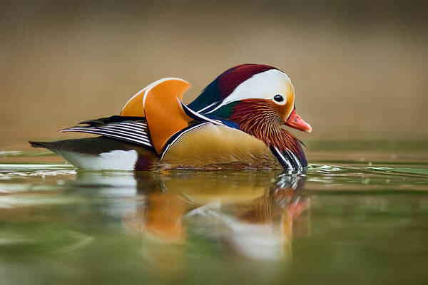 Mandarin Art Print featuring the photograph Mandarin by Yuri Peress