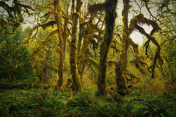 Woods Art Print featuring the photograph Maple Grove by Stuart Deacon