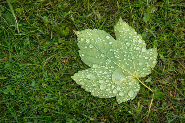 Leaf Art Print featuring the photograph Maple Leaf Covered With Raindrops by Andreas Berthold