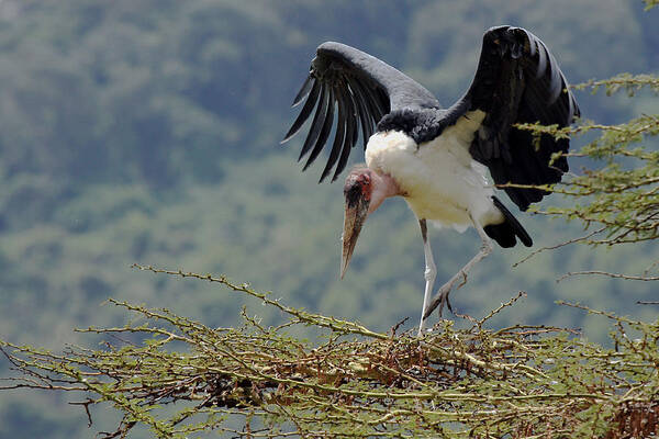 Marabou Stork Art Print featuring the photograph Marabou stork by Tony Murtagh