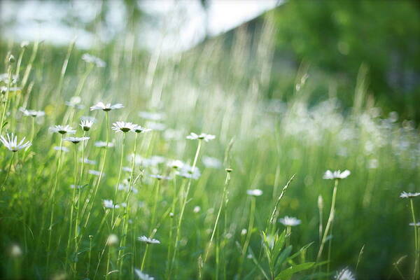 Grass Art Print featuring the photograph Marguerite Flowers by Cocoaloco
