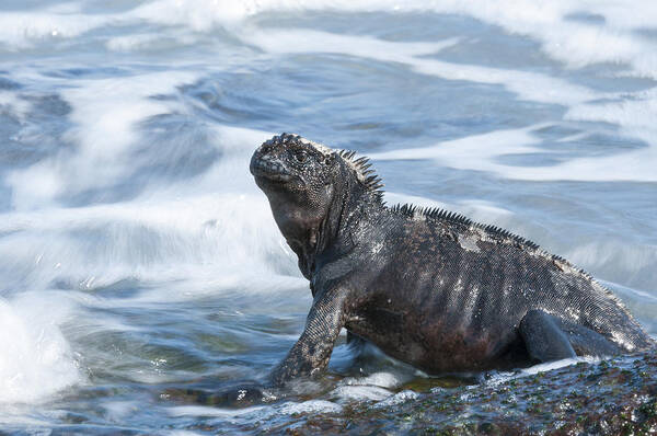 534122 Art Print featuring the photograph Marine Iguana Academy Bay Galapagos by Tui De Roy