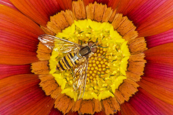Flpa Art Print featuring the photograph Marmalade Hoverfly On Gazania Essex by Bill Coster