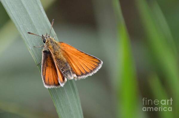 March Art Print featuring the photograph Marsh Moth by Lynellen Nielsen