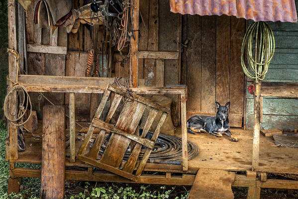 Dog Art Print featuring the photograph Master's Home by Nancy Strahinic