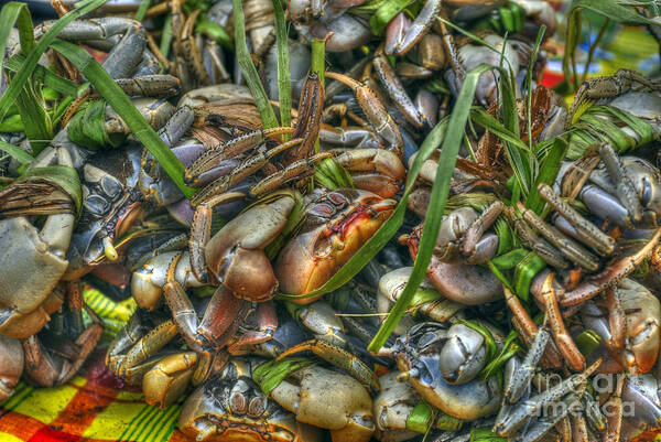 Crabs Art Print featuring the photograph Matoutou crabs by PatriZio M Busnel