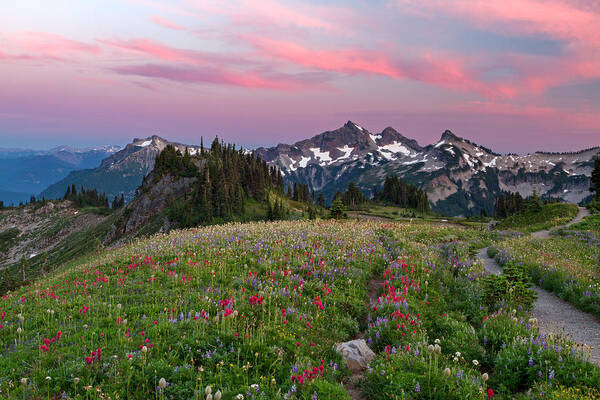 Mountains Art Print featuring the photograph Mazama Ridge Wildflowers by Michael Russell