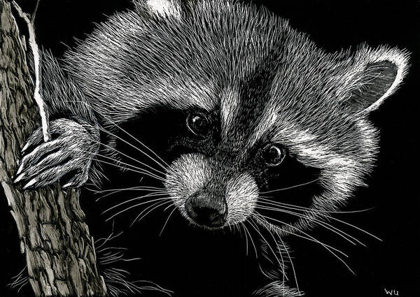 Raccoon Art Print featuring the drawing Meeko by William Underwood