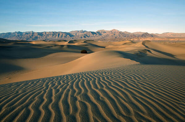  Deserts Art Print featuring the photograph Mesquite Dunes by Darren Bradley
