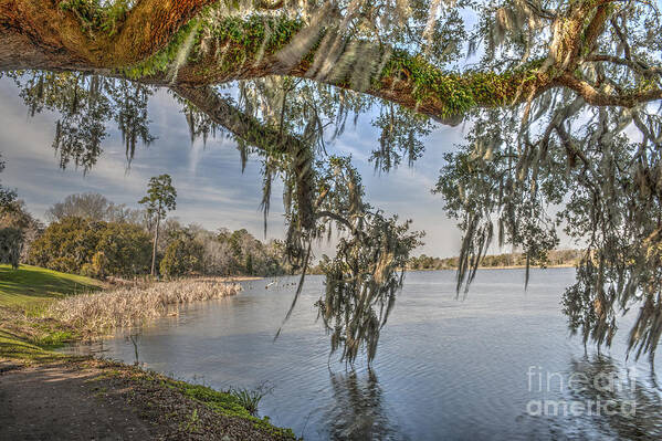 Live Oak Tree Art Print featuring the photograph Middleton Plantation Grounds by Dale Powell