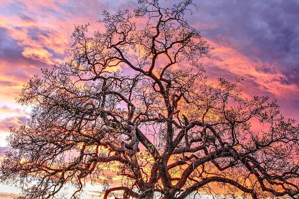 Oak Tree Art Print featuring the photograph Mighty Oak Tree at Sunset by Liz Vernand