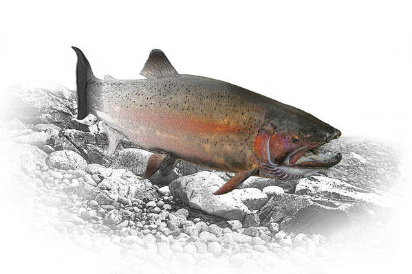 Trout Art Print featuring the photograph Migrating Steelhead Rainbow Trout by Randall Nyhof