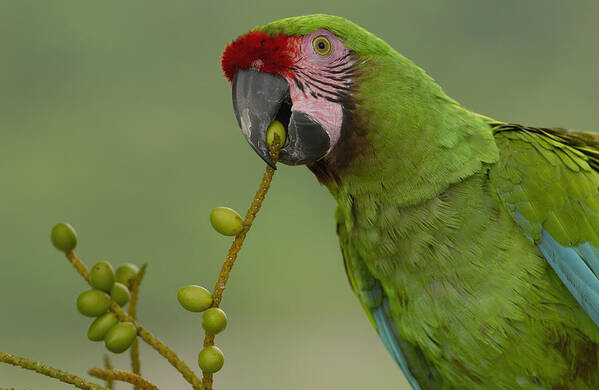 Feb0514 Art Print featuring the photograph Military Macaw Feeding On Palm Fruit by Pete Oxford