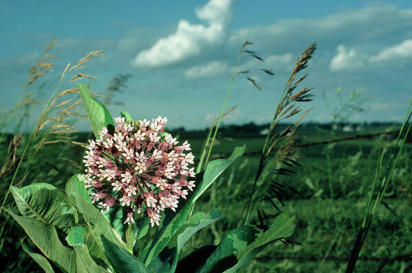 Milkweed Art Print featuring the photograph Milkweed Bloom Of Asclepias by Keith Kent/science Photo Library
